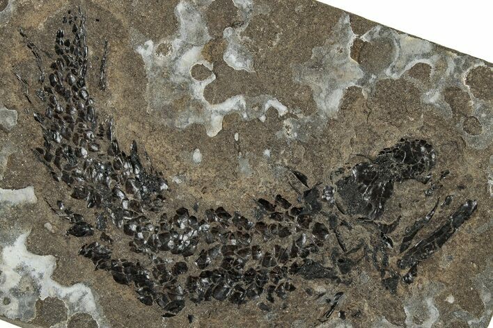 Devonian Lobed-Fin Fish (Osteolepis) Fossil - Scotland #319630